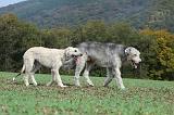 IRISH WOLFHOUND 170